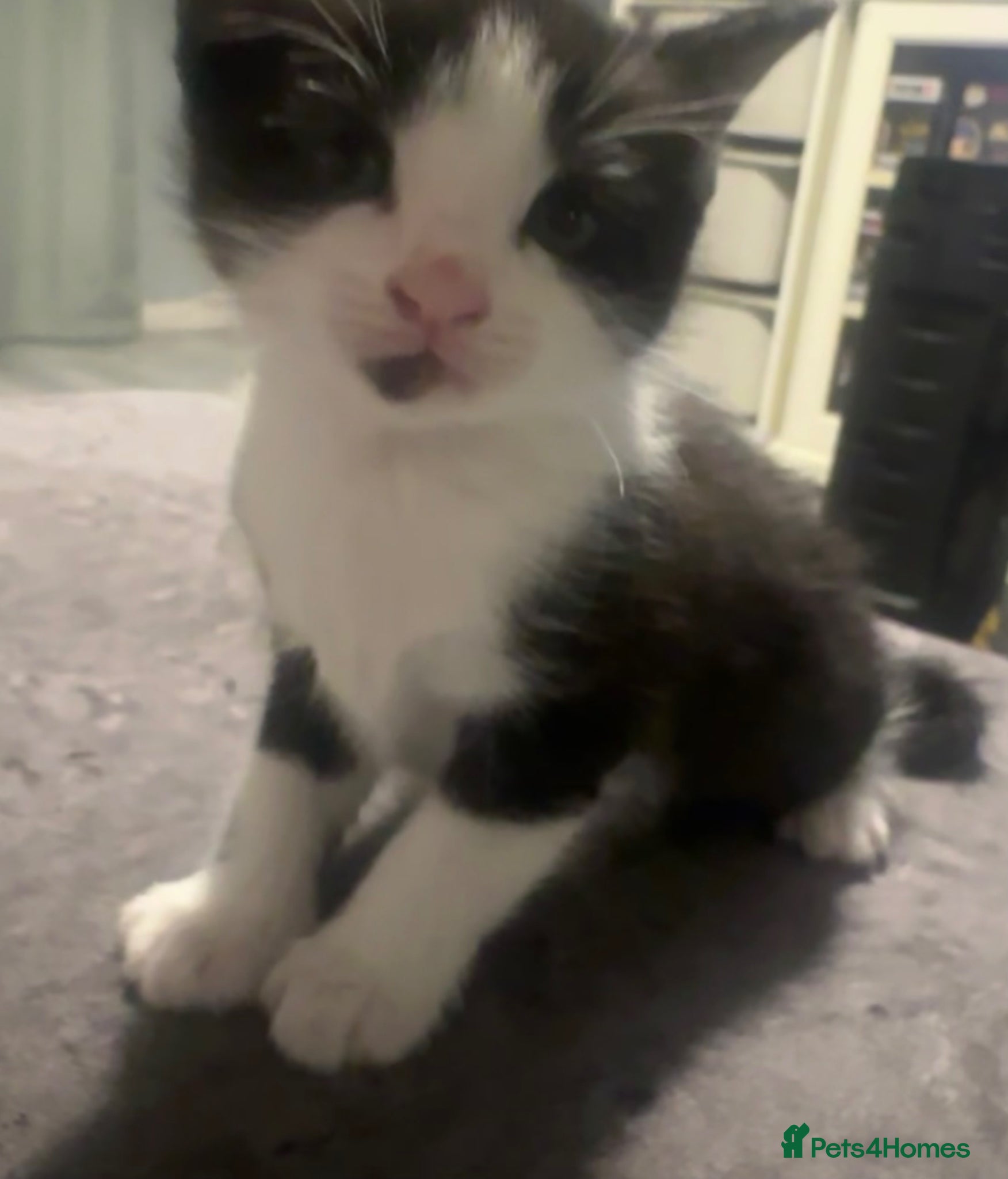 Domestic Shorthair cats 1 female kitten looking for loving home  - Advert 4