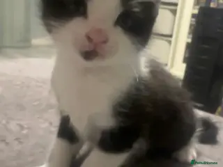 Domestic Shorthair cats 1 female kitten looking for loving home - Advert 4
