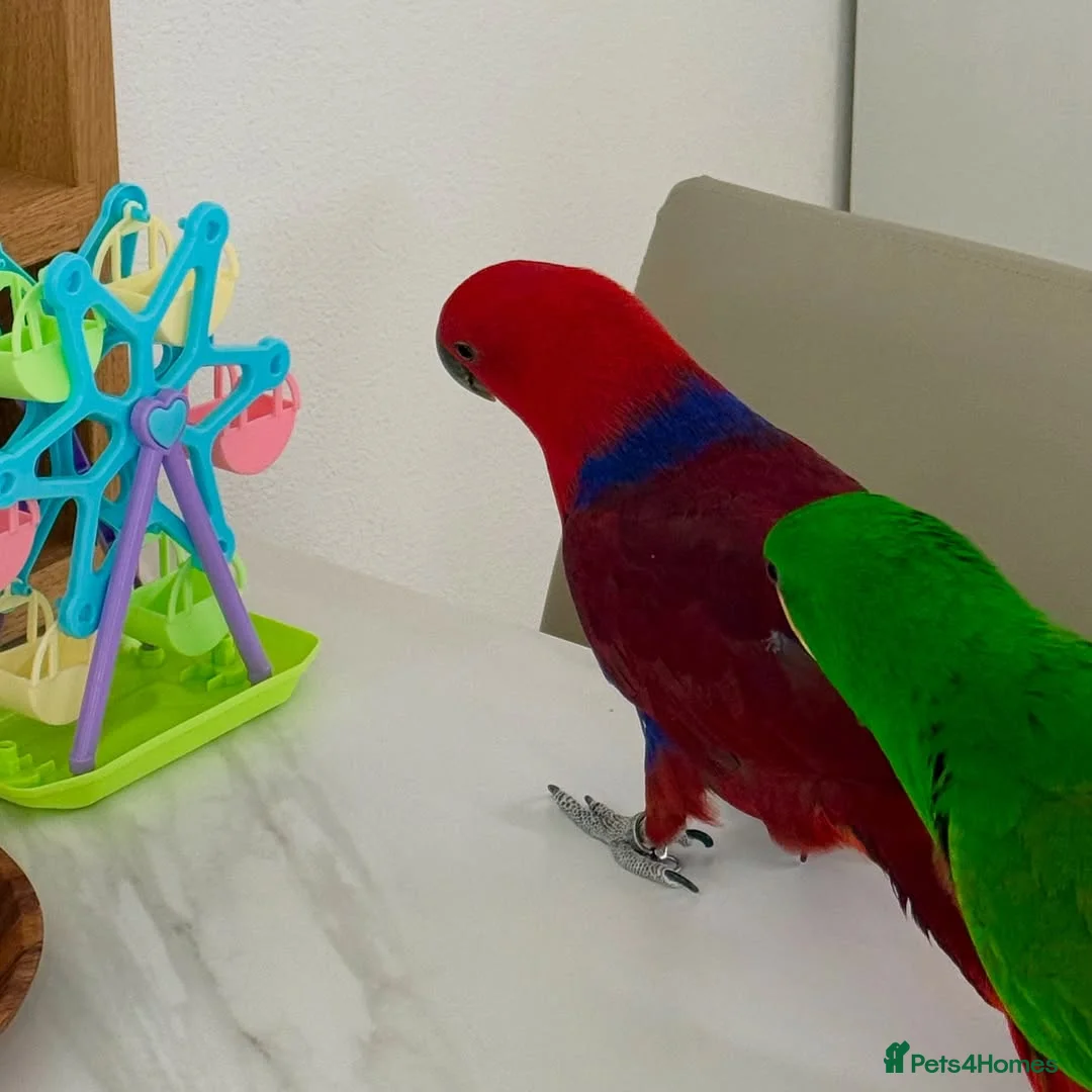 Parrots birds for sale: Parrots Available – Friendly & Well Socialized in Swansea - Advert 1