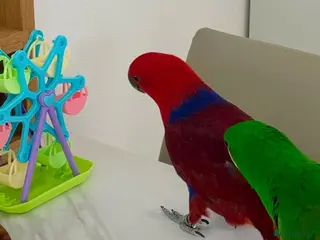 Parrots birds Parrots Available – Friendly & Well Socialized - Advert 1