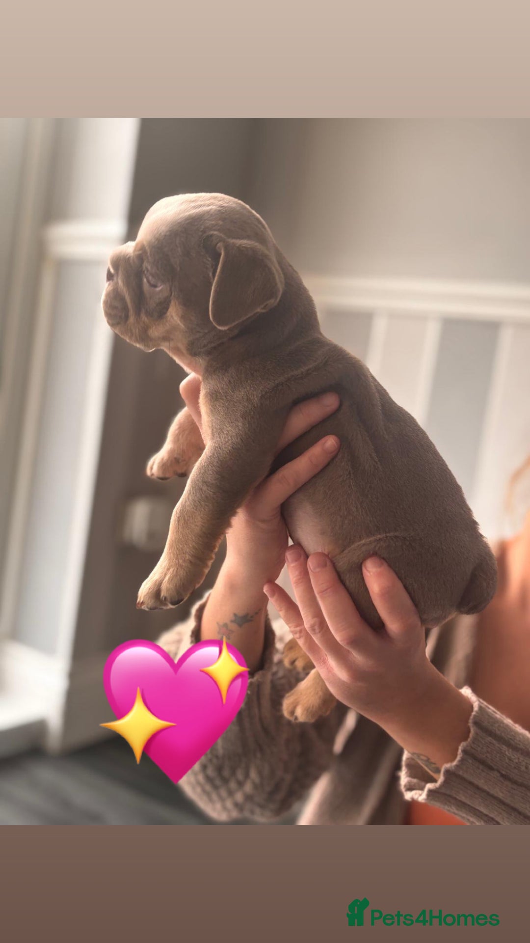 English Bulldog dogs for sale: English Bulldog pups - Advert 3