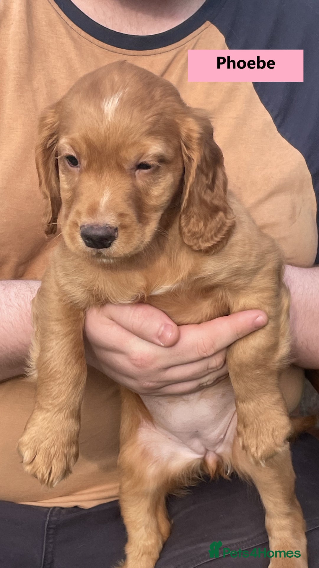 Cocker Spaniel dogs for sale: Stunning Working Cocker Spaniel Puppies - Image 6