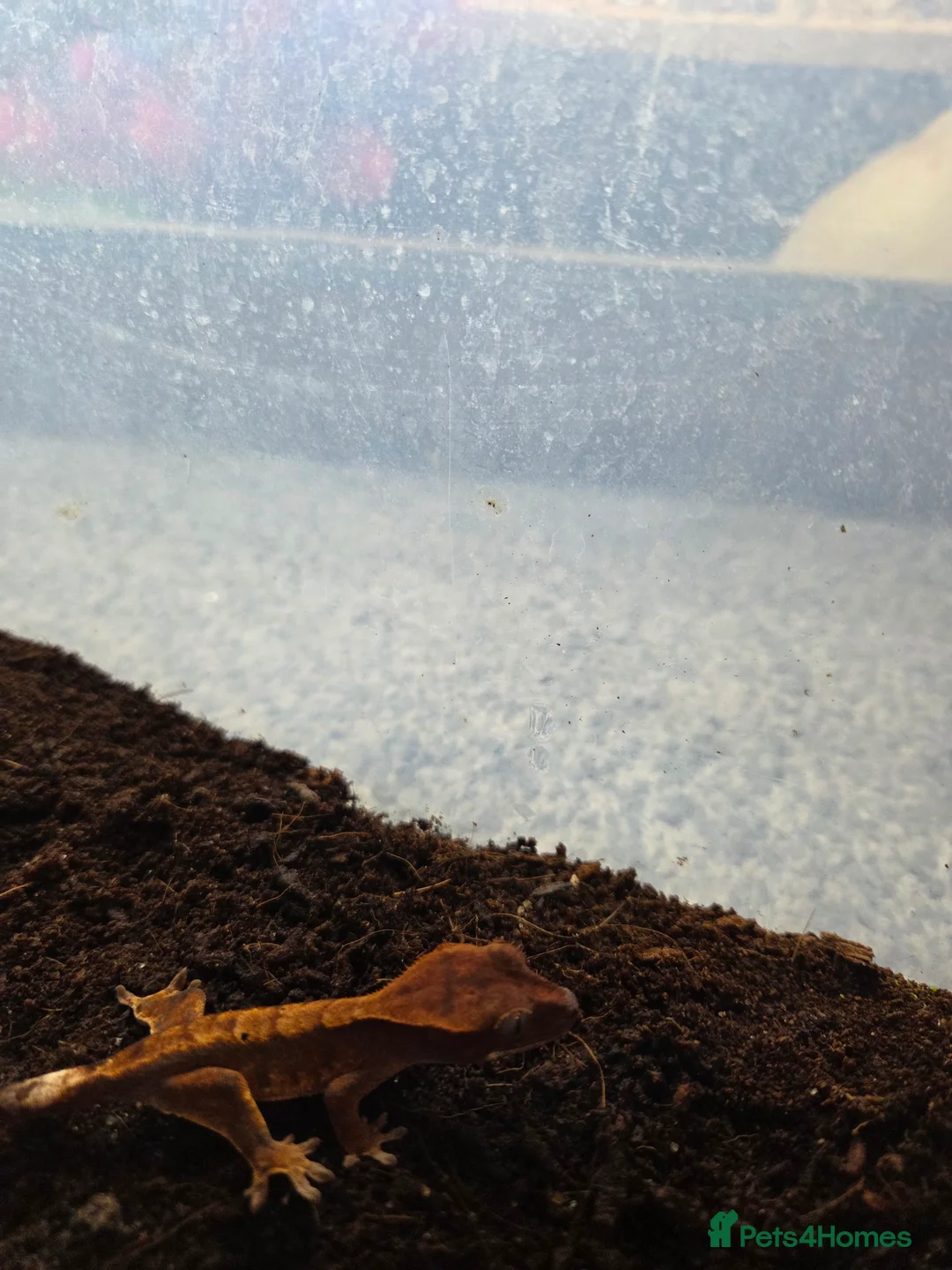 Gecko reptiles for sale: Baby crested gecko - Advert 4