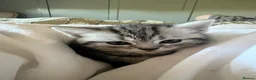 British Shorthair cats for sale: British shorthair tabby chinchilla cross kitens  in Bicester - Advert 3