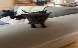 Domestic Shorthair cats for sale: Kittens for sale £120 - Image 4