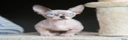 Sphynx cats for sale: Champion bambino sphynx  - Advert 4