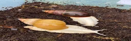 Snails invertebrates for sale: Albino Giant African Snails for sale! - Advert 5