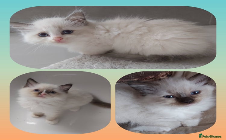 Ragdoll cats - Advert 2