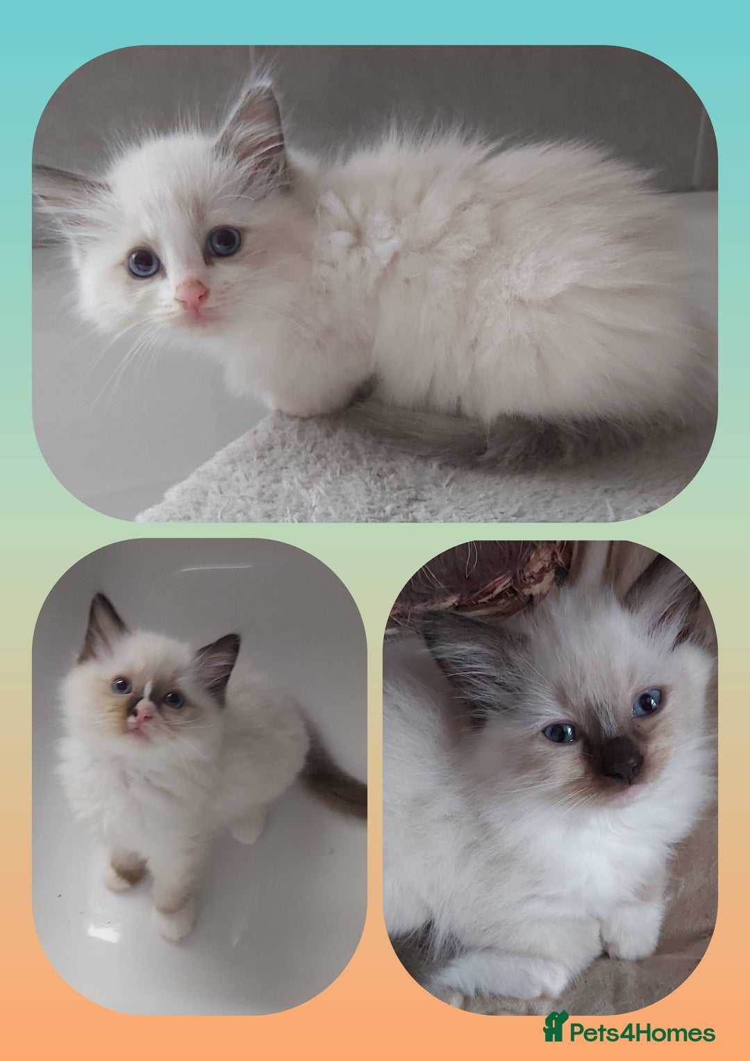 Ragdoll cats for sale: RAGDOLLS GIRLS BOYS BICOLOUR SEAL POINT BLUE EYES  - Image 1