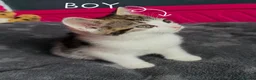 Mixed Breed cats for sale: Lovely kittens looking for lovely home in Manchester - Advert 5