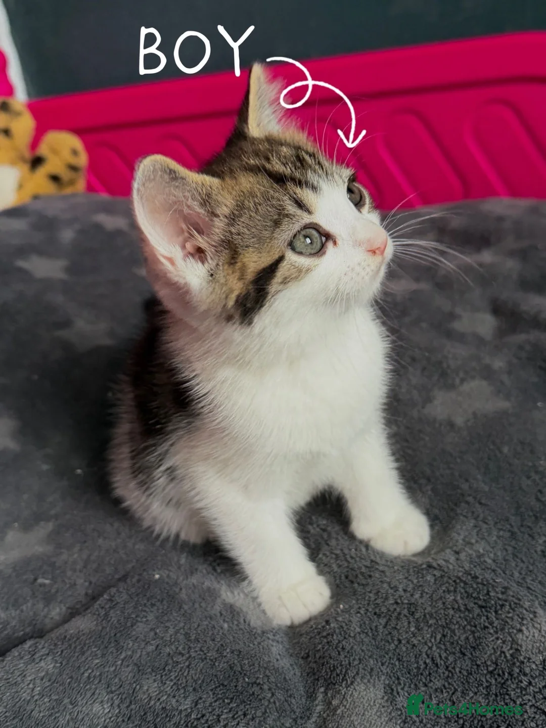 Mixed Breed cats for sale: Lovely kittens looking for lovely home in Manchester - Advert 5