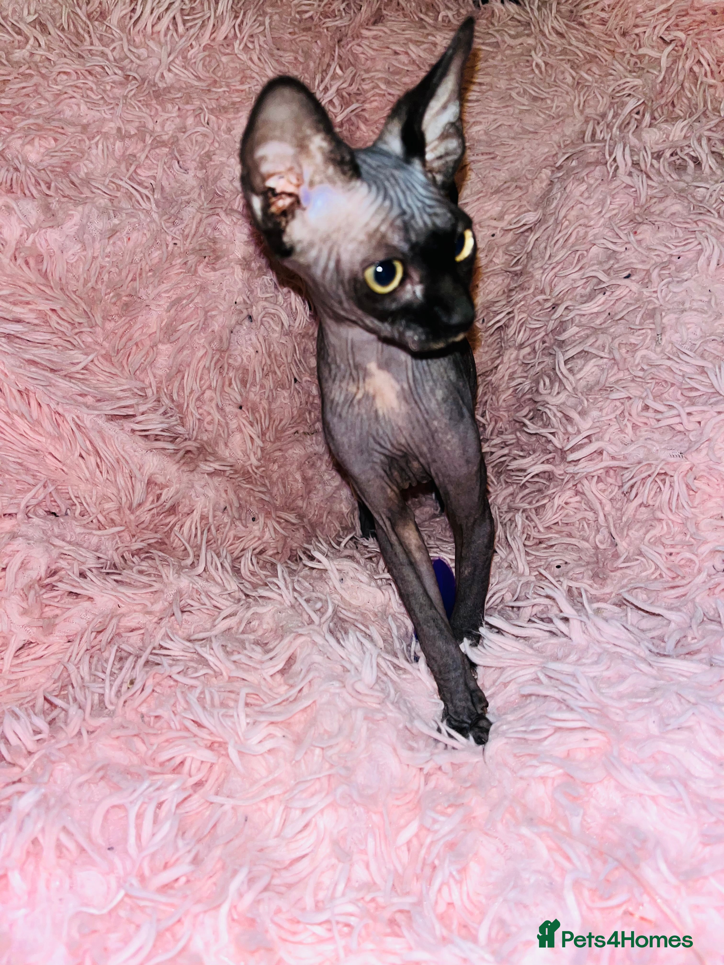 Sphynx cats Adorable Sphynx Kittens - Advert 2