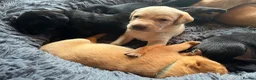 Labrador Retriever dogs for sale: Totally adorable, healthy and great line puppies - Advert 4