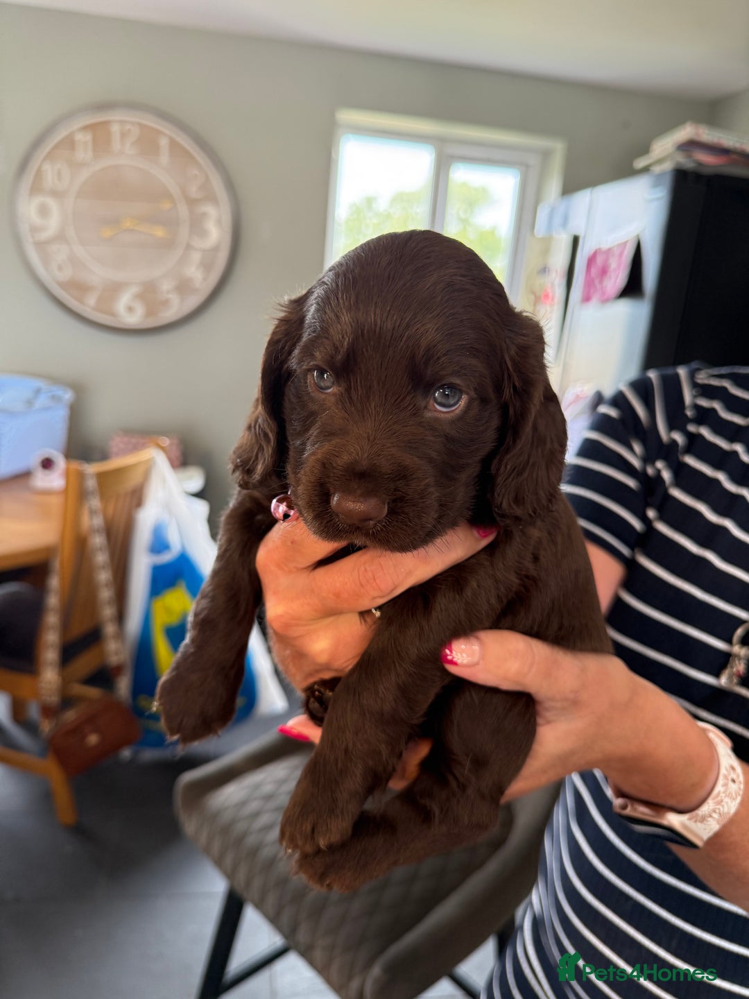 Cocker Spaniel dogs for sale: Cocker spaniel puppies for sale  - Image 10