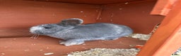 Mini Lop rabbits for sale: 2 female bonded mini lops for sale  - Advert 9