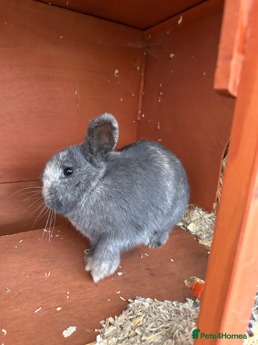 Mini Lop rabbits for sale: 2 female bonded mini lops for sale  - Advert 10