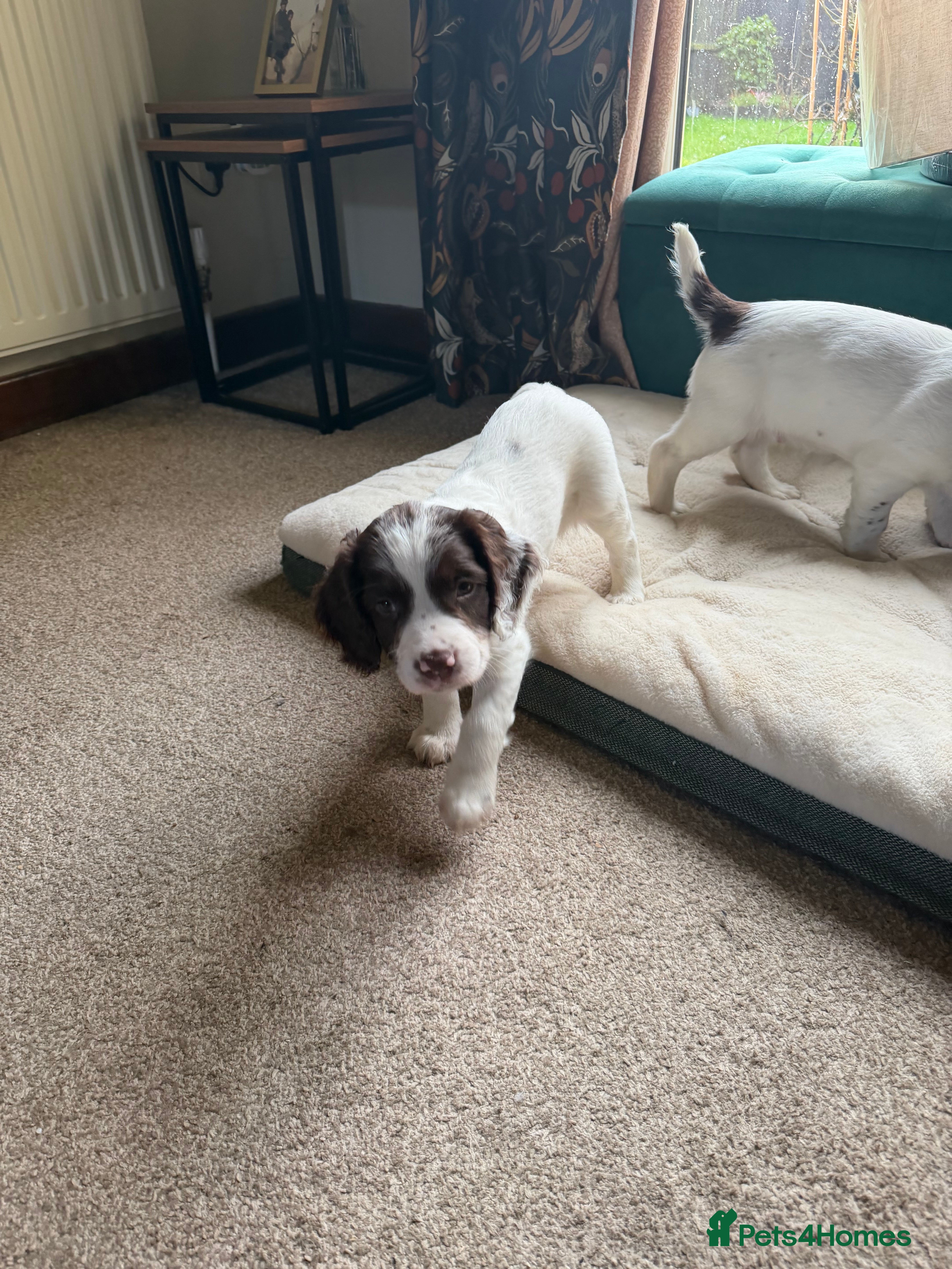 English Springer Spaniel dogs Springer spaniel  - Advert 1