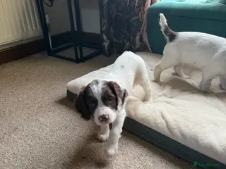 English Springer Spaniel dogs Springer spaniel - Advert 4