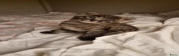 Savannah cats for sale: Huge F2 Savannah Male Kitten! - Advert 6