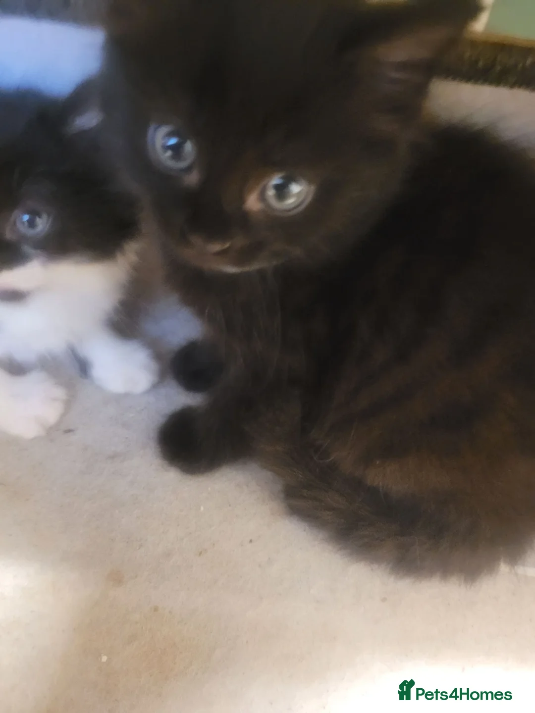 British Longhair cats for sale: 3 adorable kittens  - Advert 2
