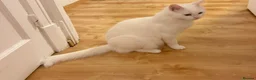Turkish Van cats for sale: White Male Cat 2yr Indoor Friendly in London - Advert 4