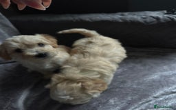 Maltipoo dogs for sale: Toy f1 maltipoos health tested champagne coloured  - Image 8