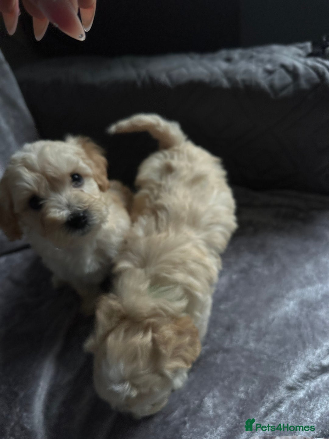 Maltipoo dogs for sale: Toy f1 maltipoos health tested champagne coloured  - Image 8