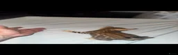 Bengal cats for sale: Pure bengal  - Advert 10