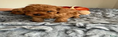 Toy Poodle 2