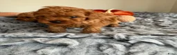 Toy Poodle dogs for sale: Stunning toy poodle puppies  - Advert 3