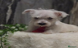 West Highland Terrier dogs for sale: Ready to leave now fully vaccinated 💕 - Image 5