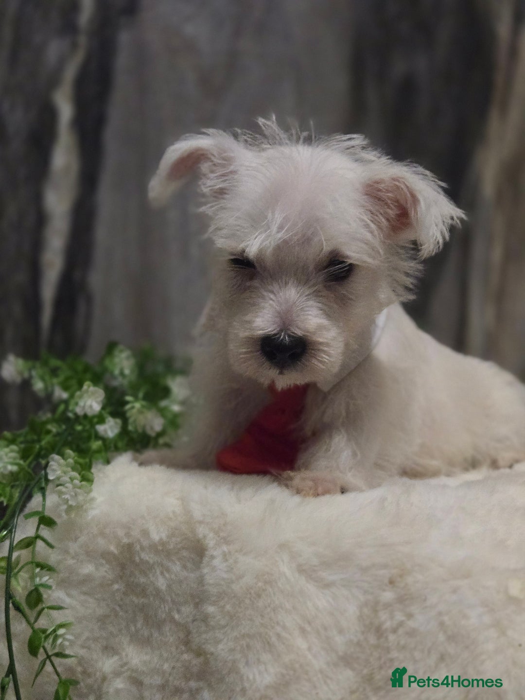 West Highland Terrier dogs for sale: Ready to leave now fully vaccinated 💕 - Image 5