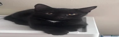 Domestic Shorthair 1 Beno 