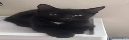 Domestic Shorthair cats for sale: 3 male kittens for sale - Advert 12