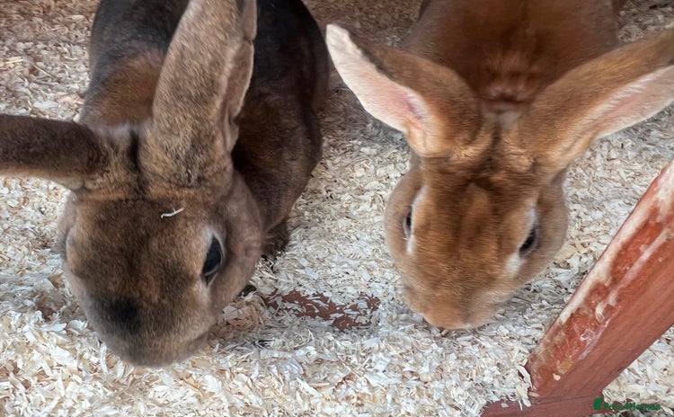 Dutch rabbits - Advert 1