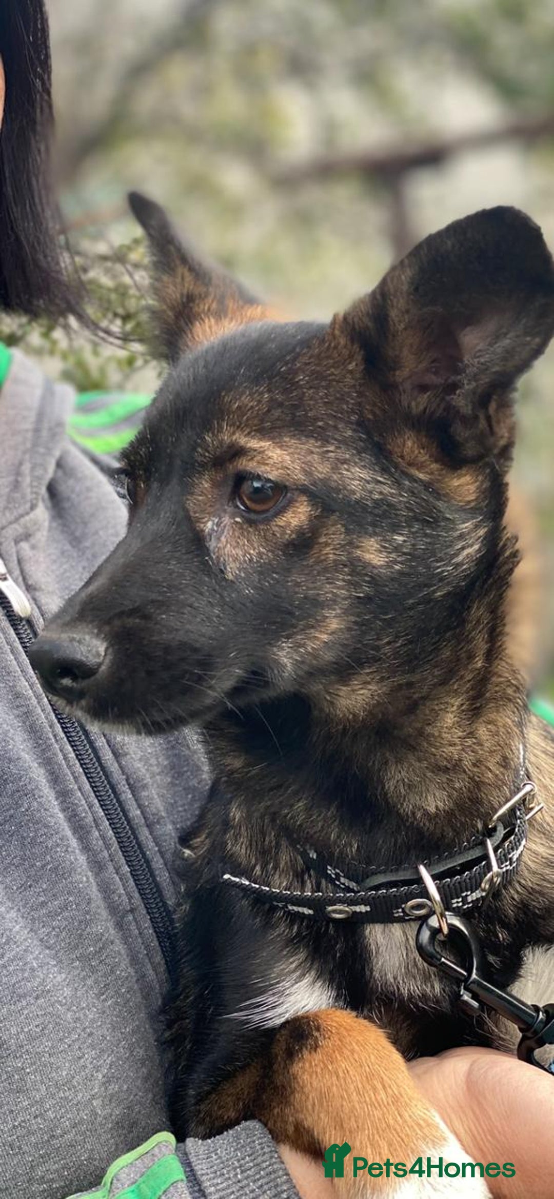 Mixed Breed dogs for adoption: 💖🐶 MIRRA 🐶💖 - Image 14