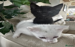 Savannah cats for sale: Adorable playful kittens for sale - Image 2