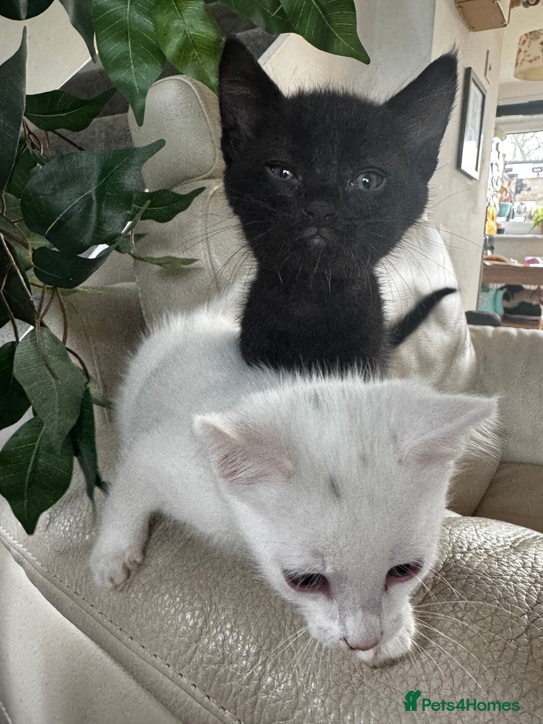 Savannah cats for sale: Adorable playful kittens for sale - Image 2