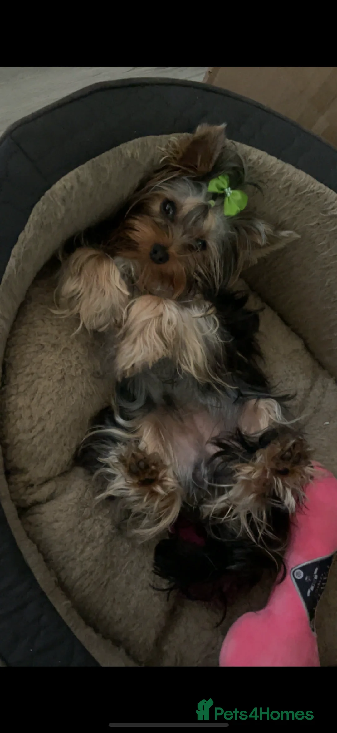 Yorkshire Terrier dogs for sale: Yorkshire terrier  - Advert 6