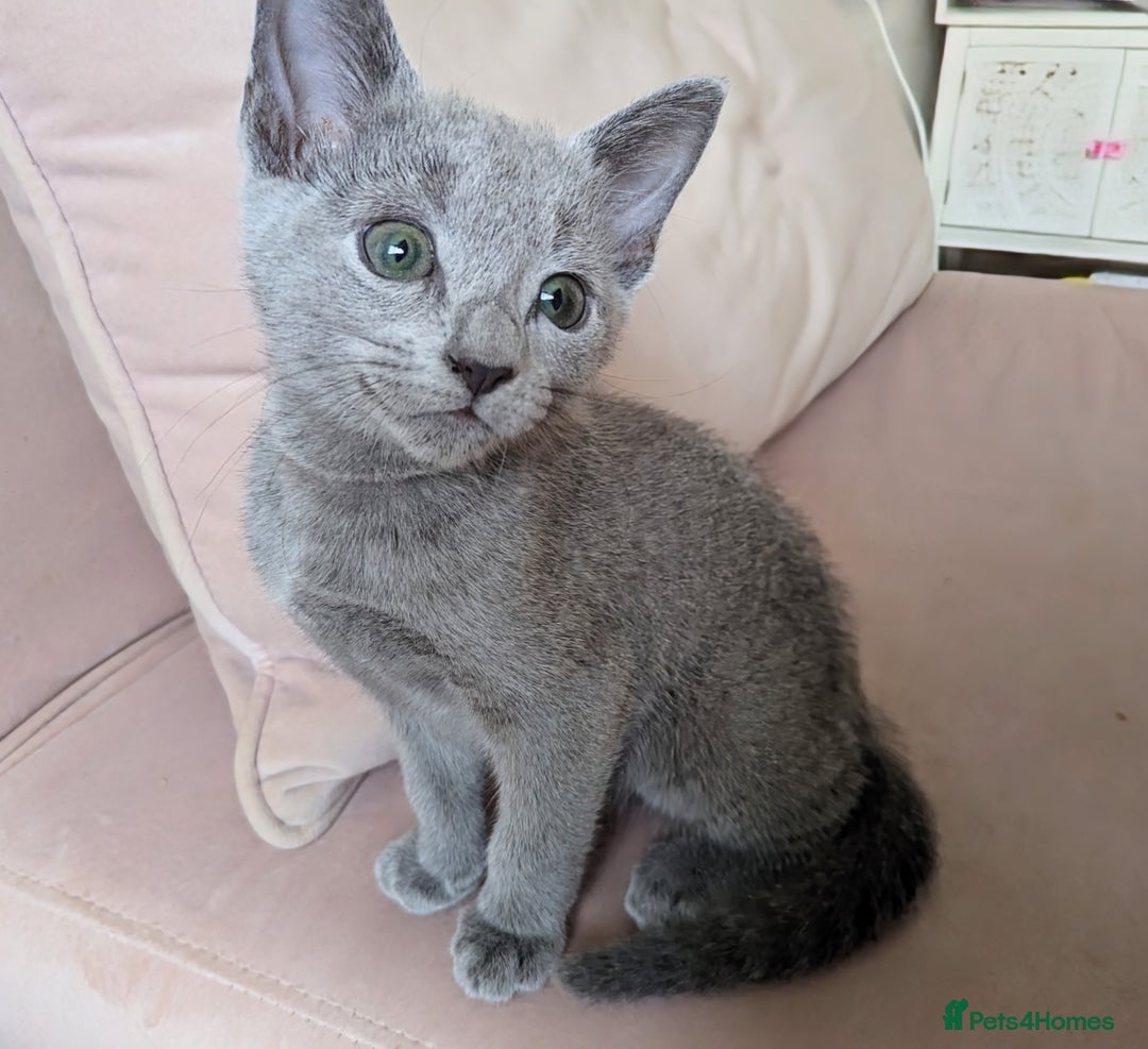 Russian Blue cats for sale: Pedigree TICA Registered kittens - Image 19