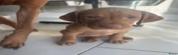 Hungarian Vizsla dogs for sale: Chunky KC Registered Hungarian Vizsla Puppies in Littleborough - Advert 19