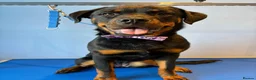 Rottweiler dogs for sale: Female rottweiler  - Advert 3