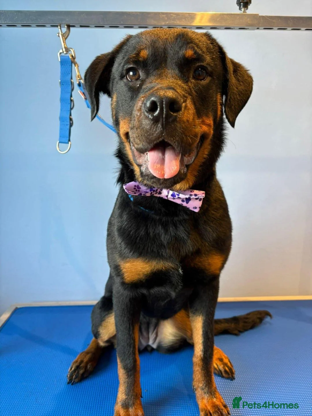 Rottweiler dogs for sale: Female rottweiler  - Advert 3