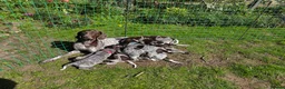 German Shorthaired Pointer dogs for sale: Last two remaining... in York - Advert 15