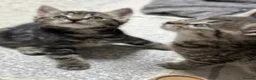 Mixed Breed cats for sale: Absolutely gorgeous female kitten for sale - Advert 4