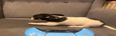 Chihuahua 3