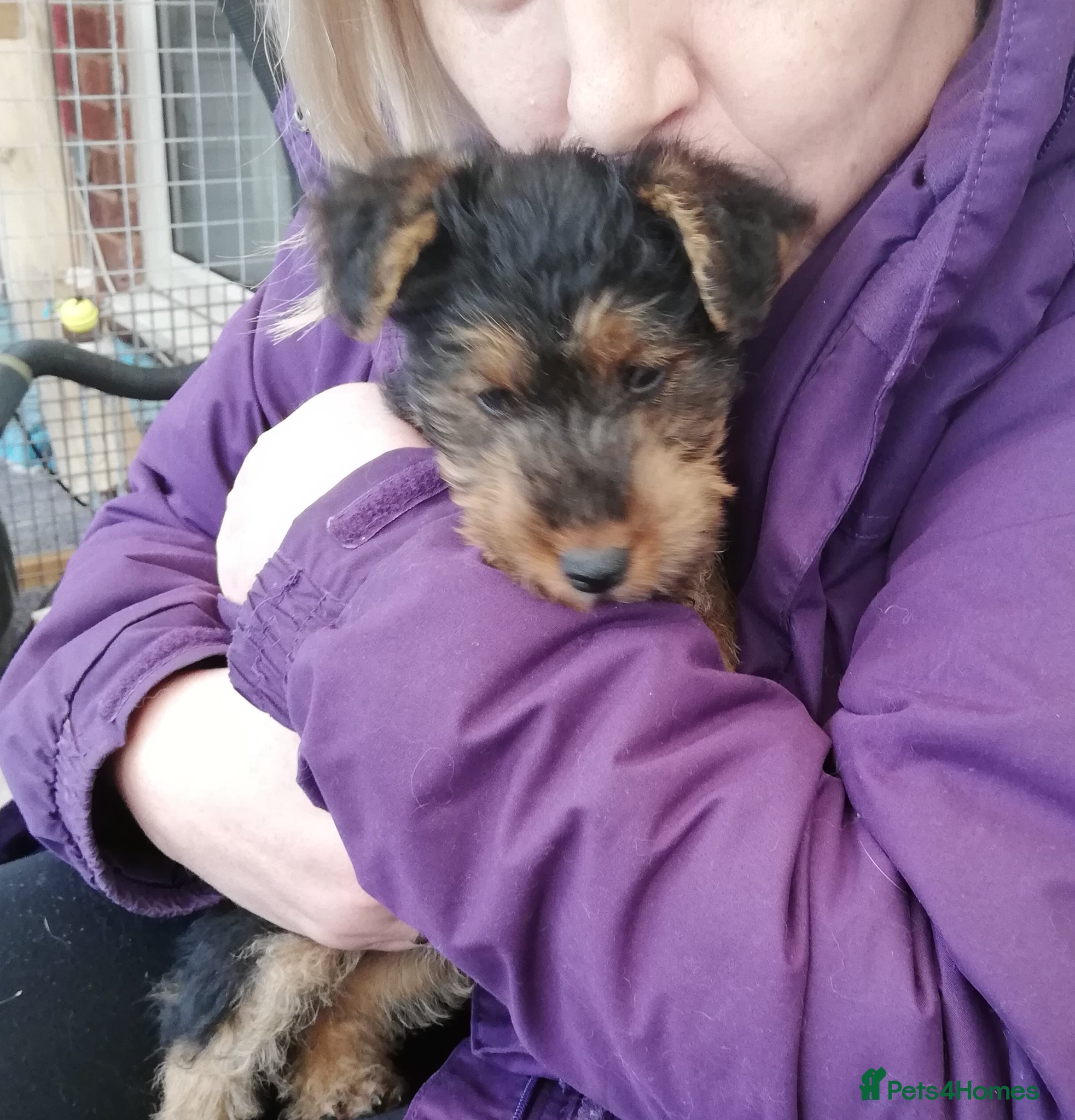 Welsh Terrier dogs Beautiful Welsh terrier puppy girl - Advert 1