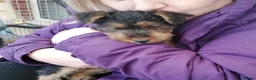 Welsh Terrier dogs for sale: Beautiful Welsh terrier puppy girl - Advert 1