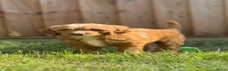 Australian Labradoodle dogs for sale: 6 Australian Labradoodles Pups - READY NOW - Advert 10