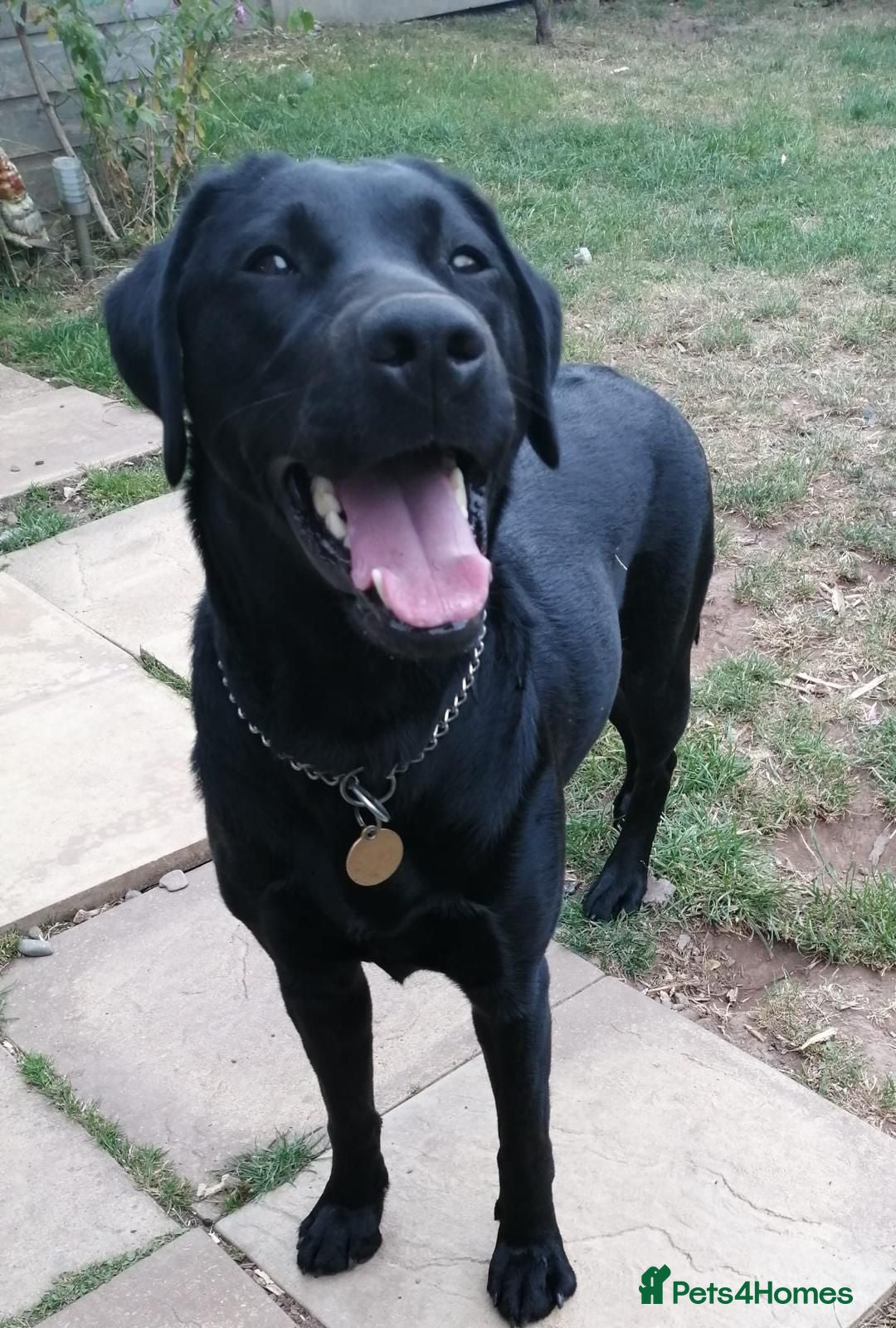 Labrador Retriever dogs Black Labrador age 3 - Advert 2